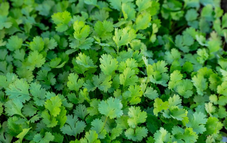 Vegetables Aim Keto Diet Coriander aimketodiet.com