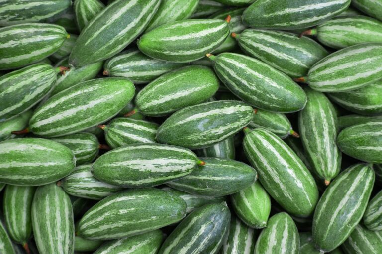 Vegetables Aim Keto Diet Pointed gourd aimketodiet.com