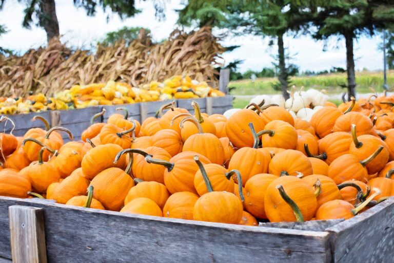 Vegetables Aim Keto Diet Pumpkin aimketodiet.com