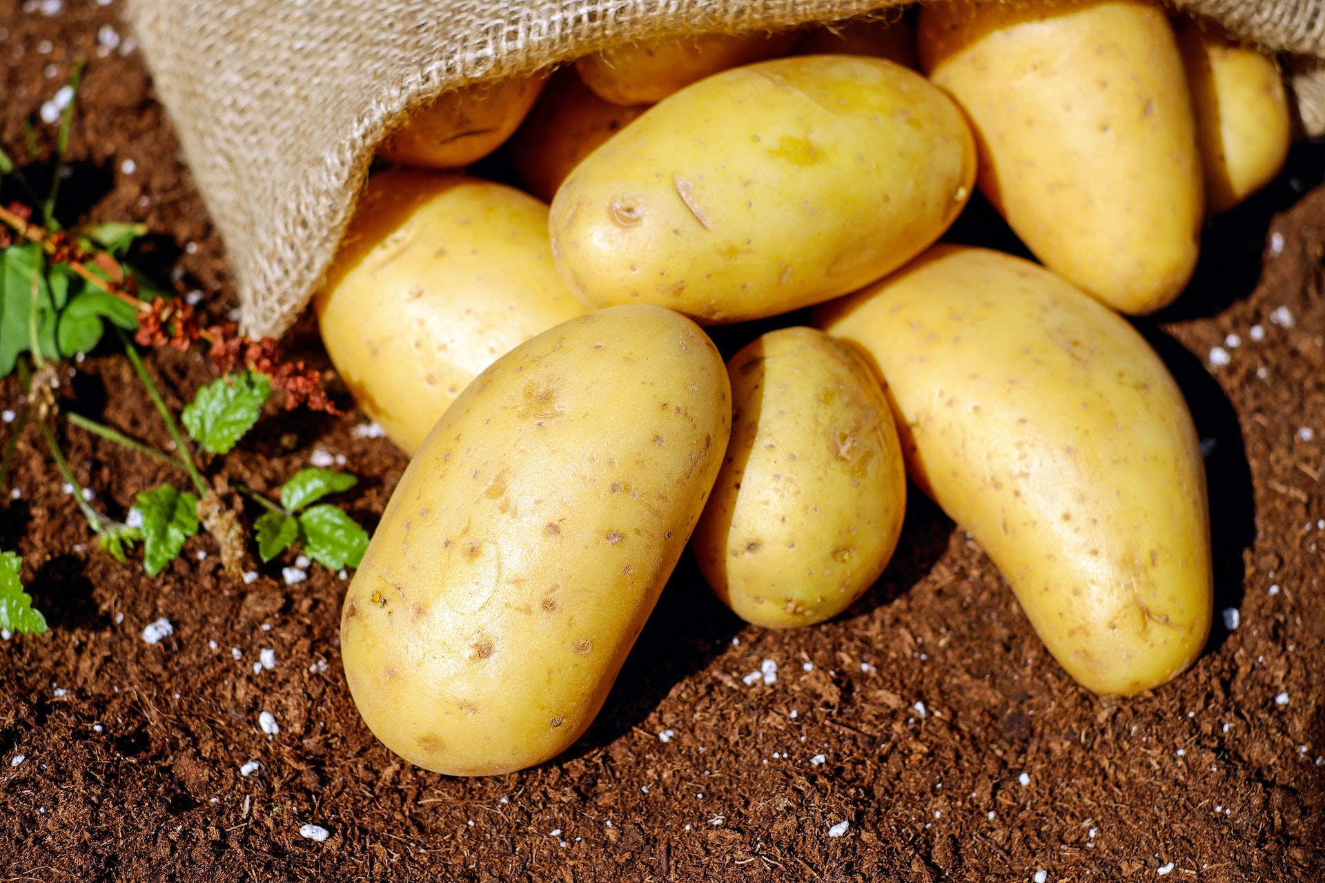 The Power of Potatoes: Surprising Health Benefits for the Keto Enthusiast Aim Keto Diet potato aimketodiet.com