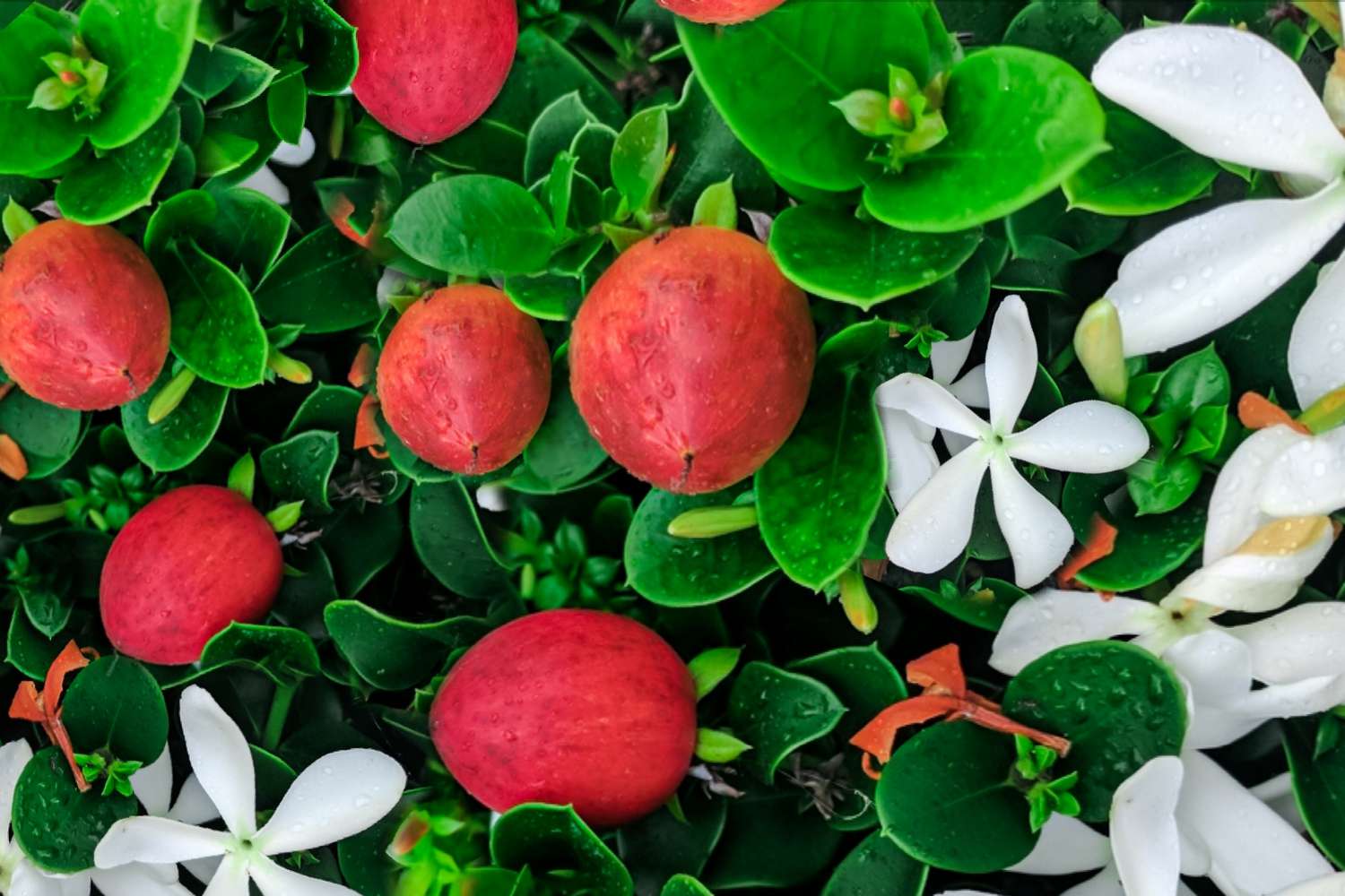 Uncovering the Health Benefits of the Natal Plum on a Ketogenic Diet Aim Keto Diet Natal plum aimketodiet.com