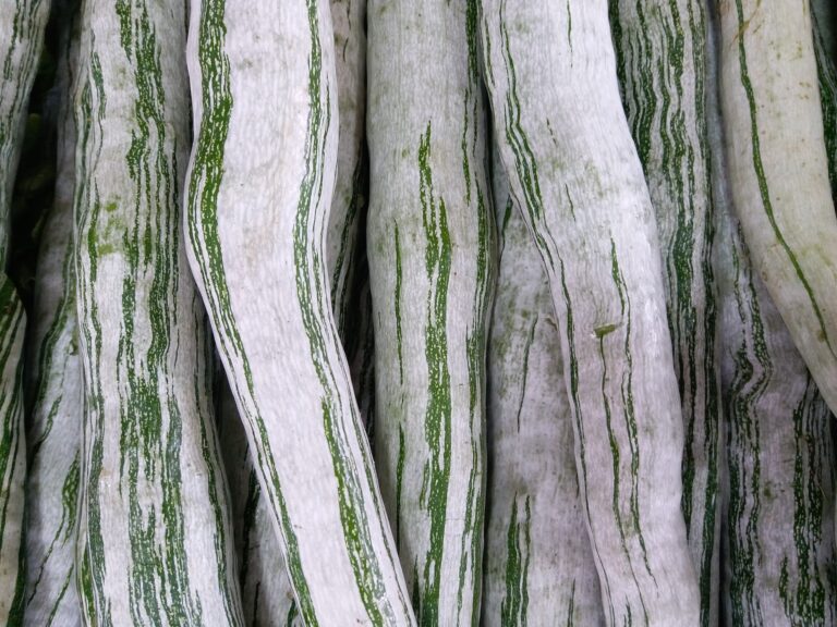 Vegetables Aim Keto Diet Snake gourd aimketodiet.com