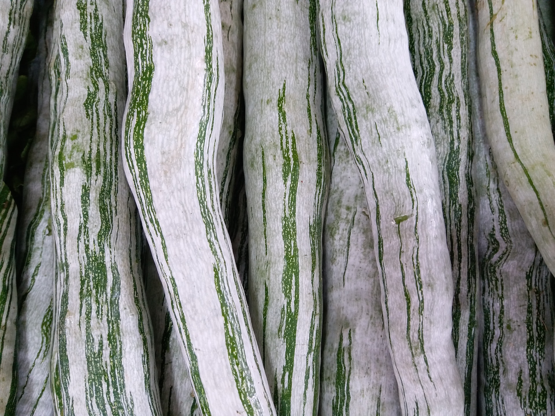 The Remarkable Health Benefits of Snake Gourd: A Hidden Gem for Keto Dieters Aim Keto Diet Snake gourd aimketodiet.com