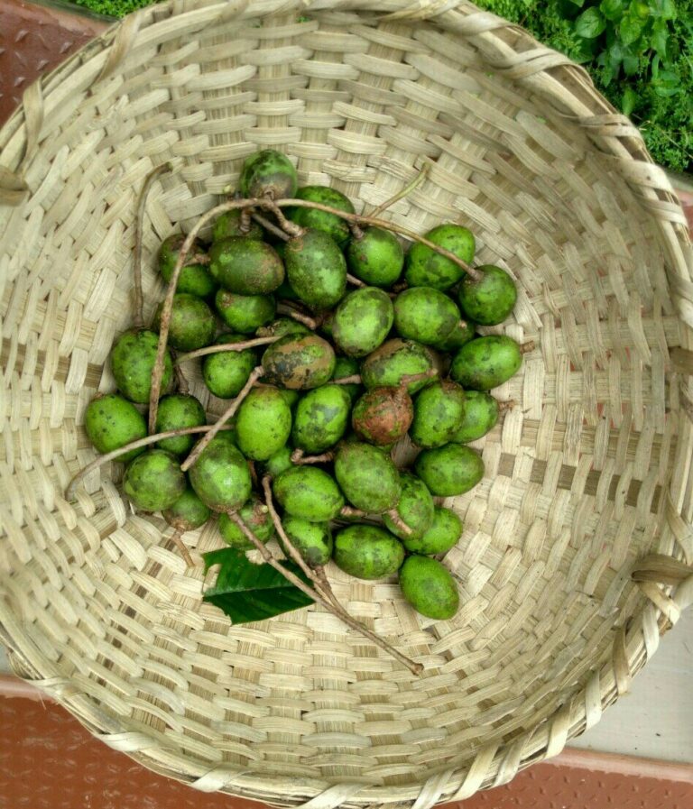 Hog plum Aimketodiet.com
