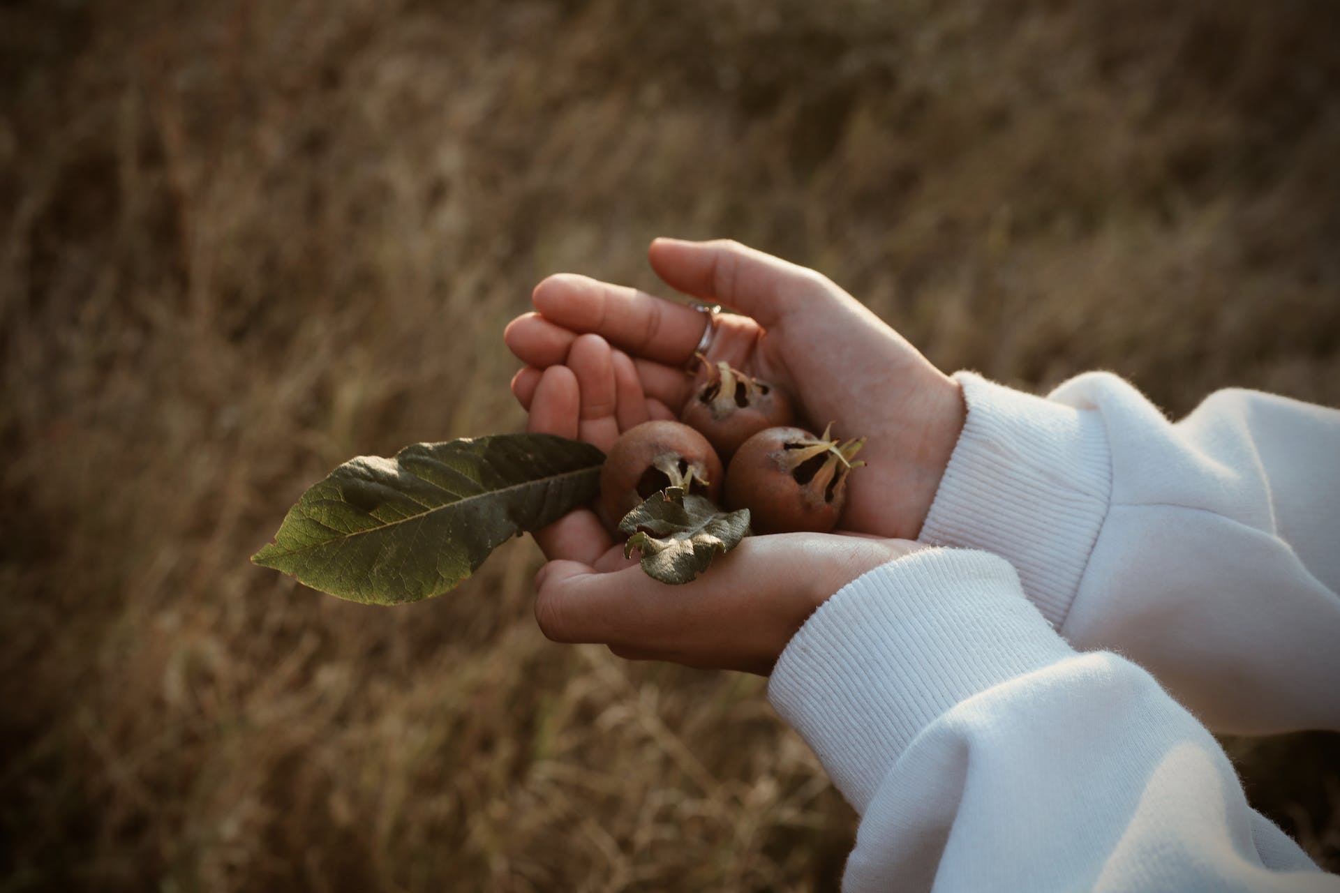 Medlar Fruit Aimketodiet.com