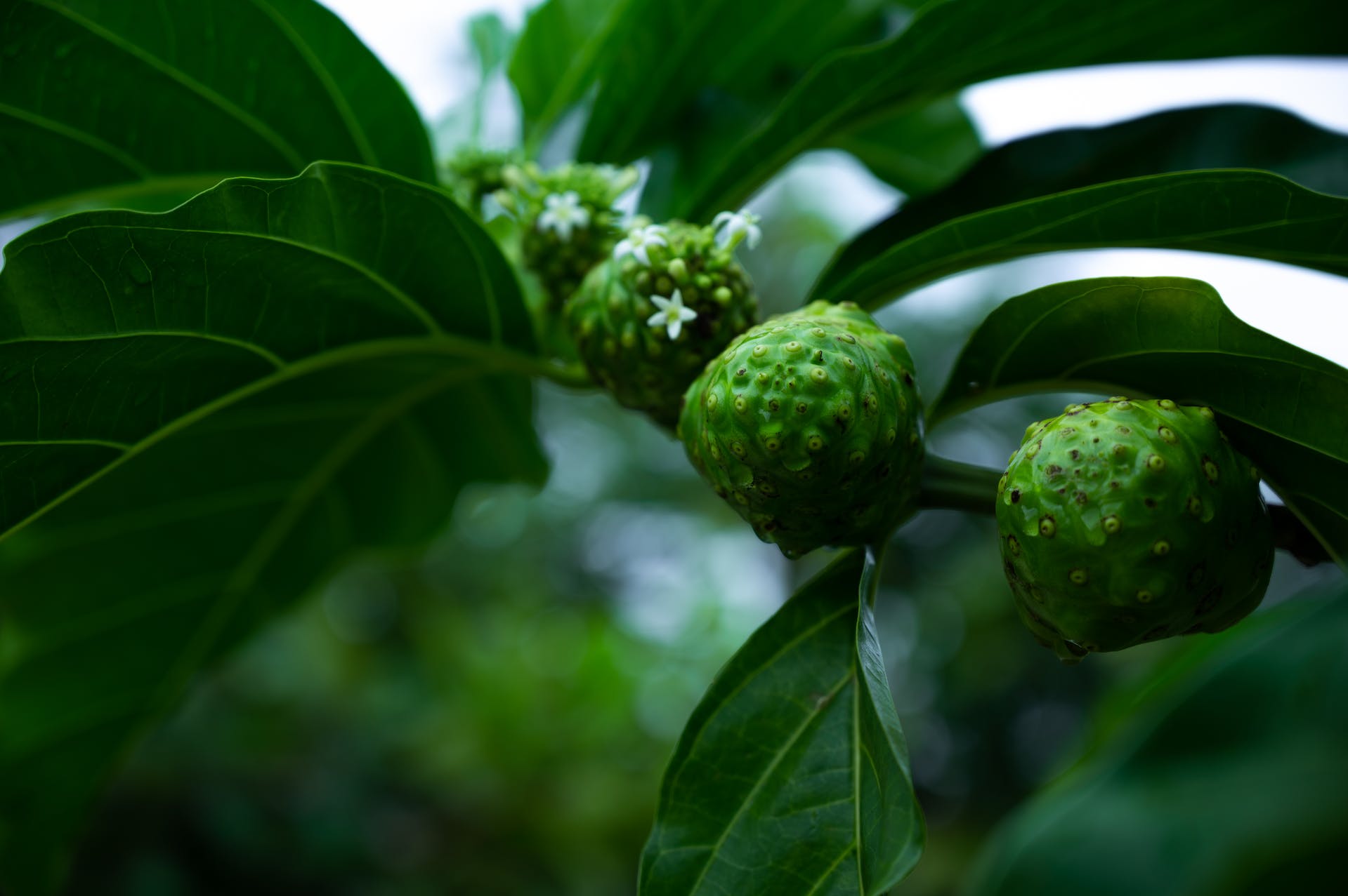 Unveiling the Power of Noni Fruit: A Hidden Gem for Health on AimKetoDiet.com Aim Keto Diet Noni Fruit Aimketodiet.com