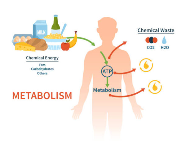 Metabolism Aimketodiet.com